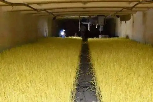 温室大棚在夏季如何种植反季蒜黄