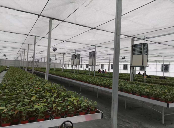 生物质锅炉-暖风机-蔬菜产业集团潍坊种子谷基地-杨鸣-10万㎡